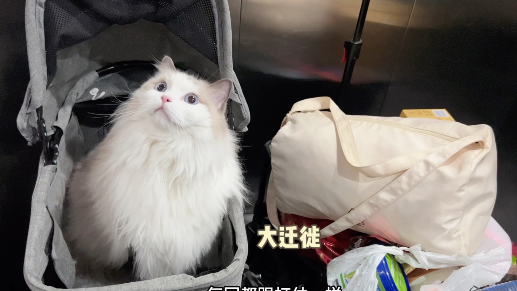 假期即将结束，带6只猫搬家式返程回家