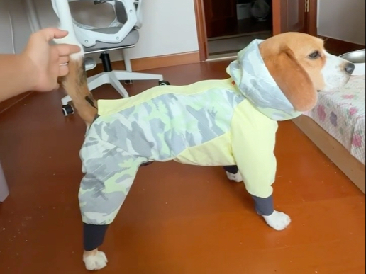 模特比格犬、奖励宝白菜帮子～