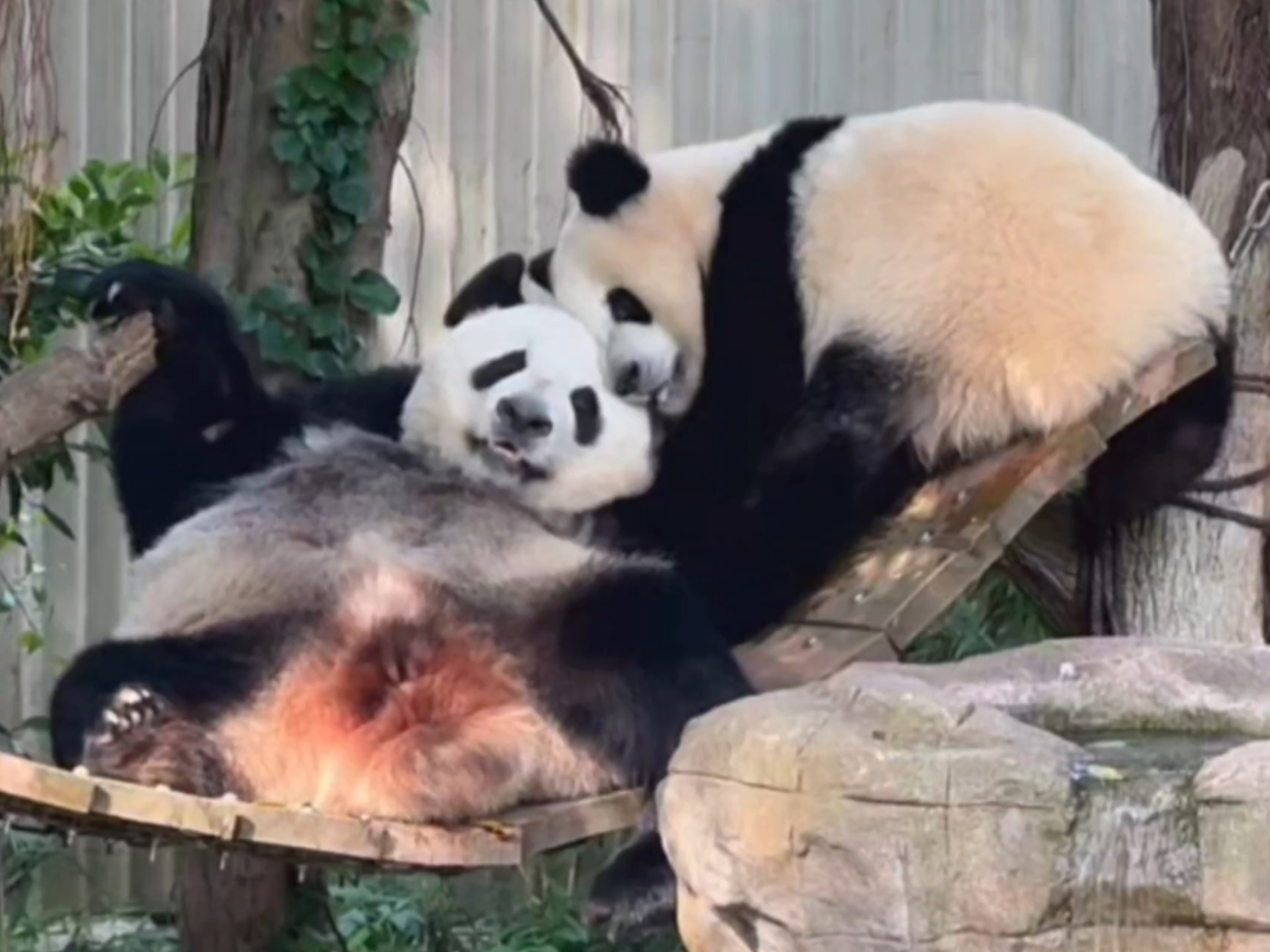 8.5 三妹不愧是虫洞最敬业的小熊友，顶着高温和好奇妈各种蹦跶