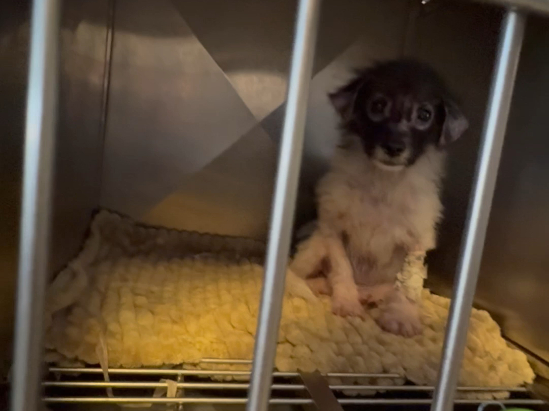 深度体验两千多只毛孩子在老疯杨雄鹰基地的生活，你们还想看什