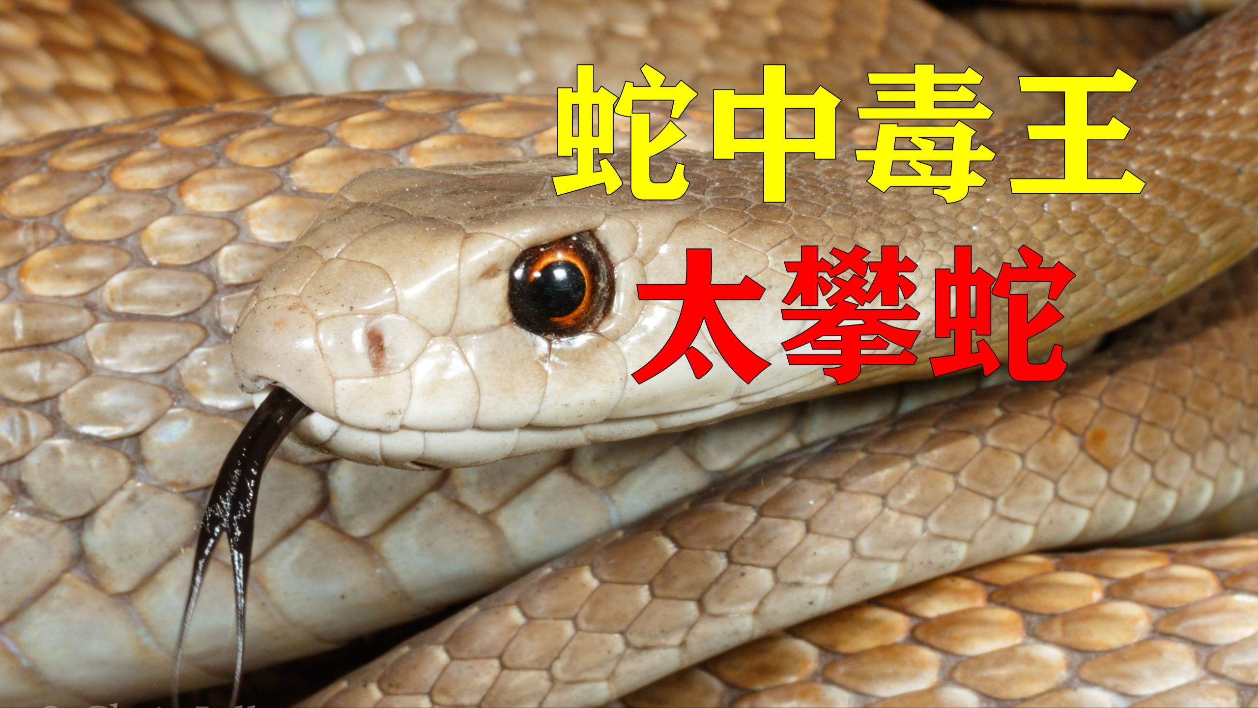 地球上最致命的蛇，蛇中毒王：太攀蛇