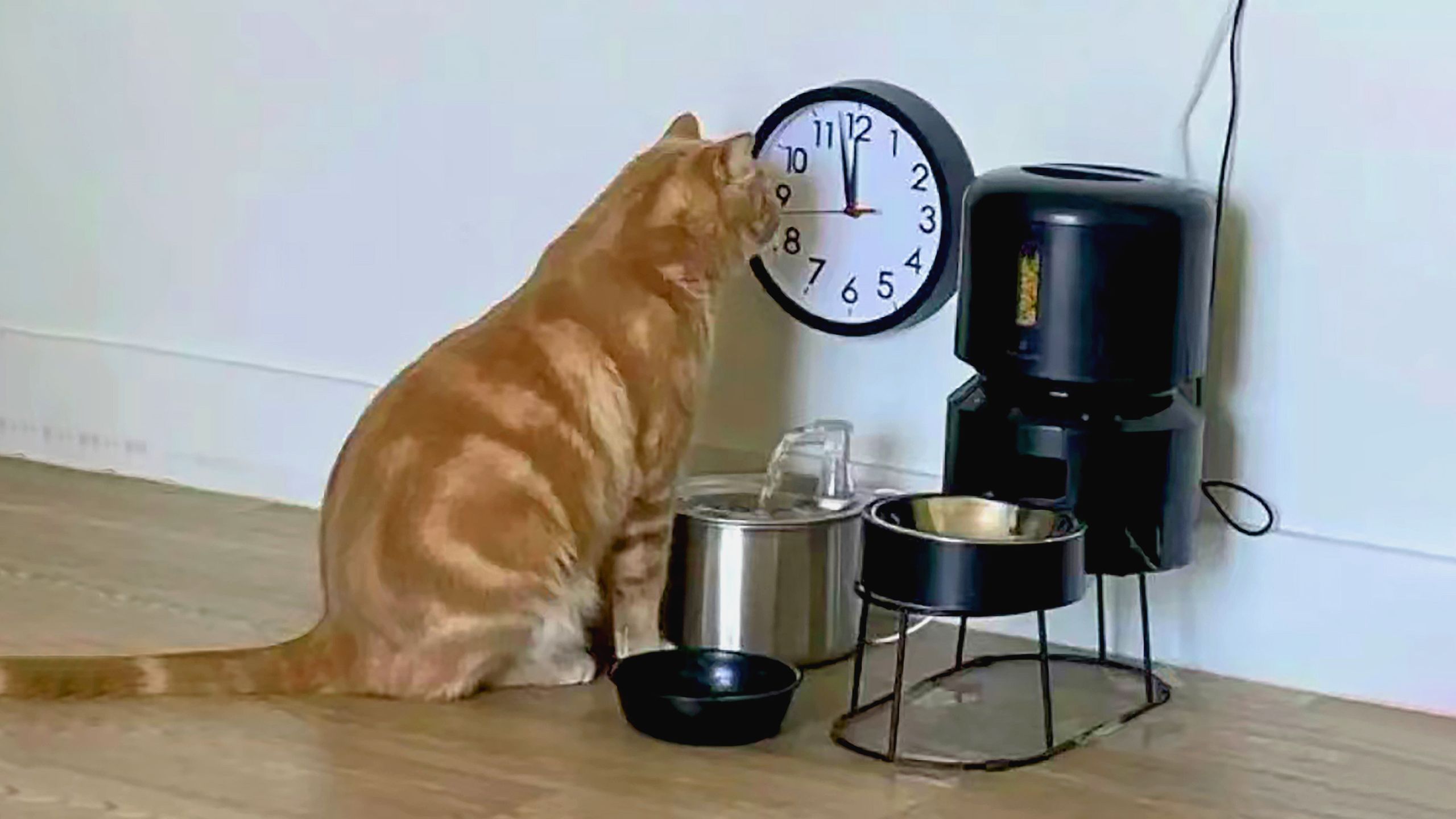 “猫猫我啊，已经整整两分钟没有吃饭了！”