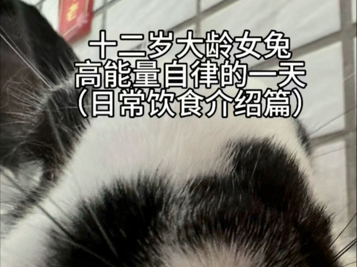 十二岁大龄女兔每天都在吃什么