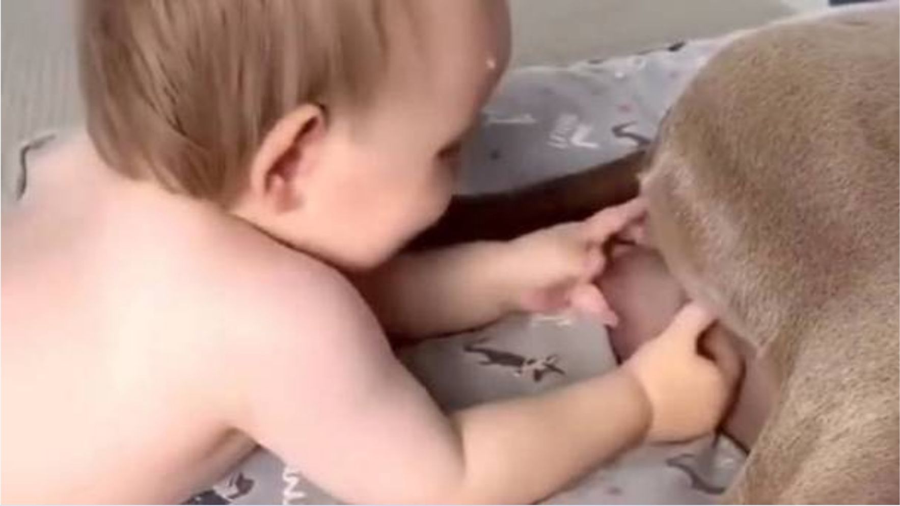 狗儿们的无语瞬间52。