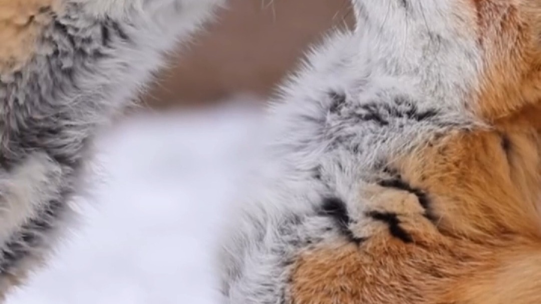 阳春白雪 ©wolfox0123