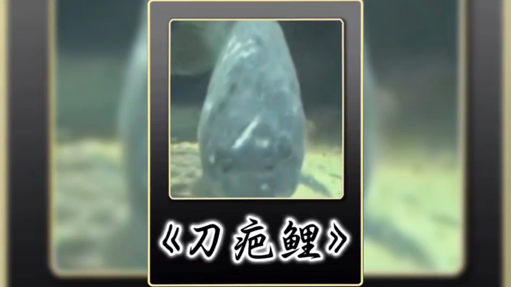 我见过很多天才，但他们都叫我天才—刀疤鲤