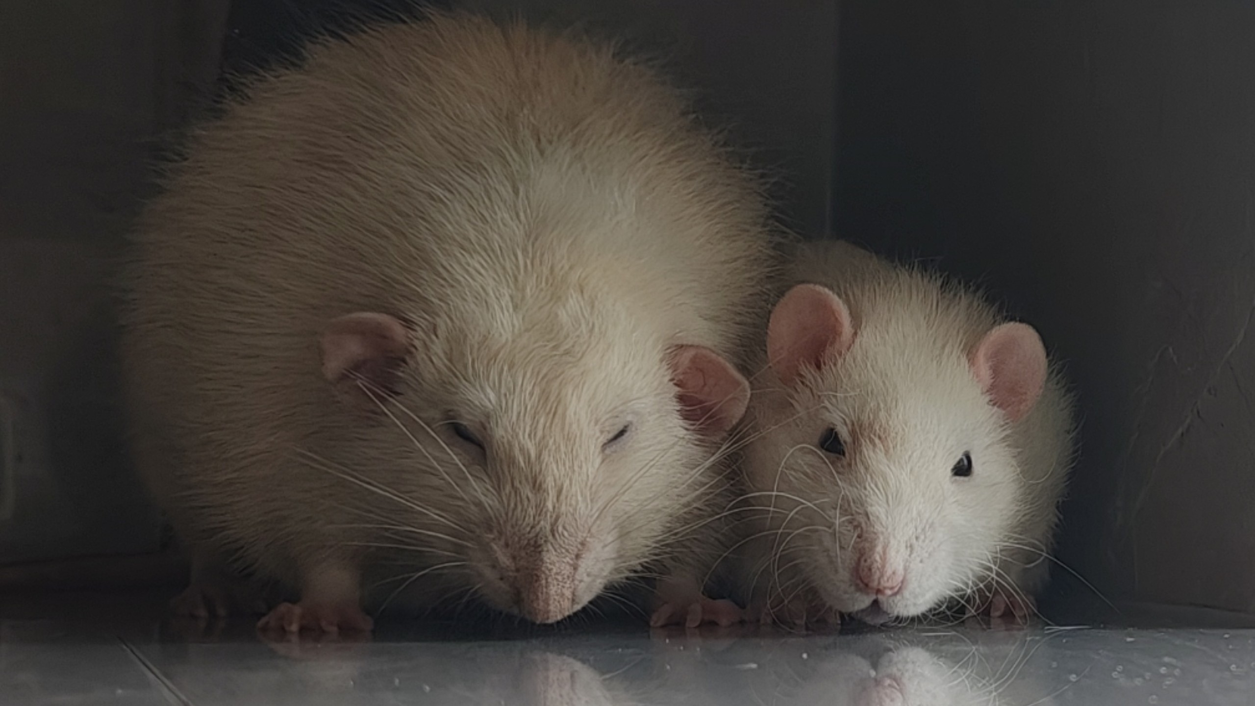 发点库存，小白和旺财