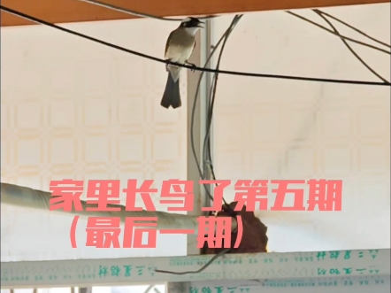 记得要关窗，不然家里会长鸟（第五期）（最后一期）