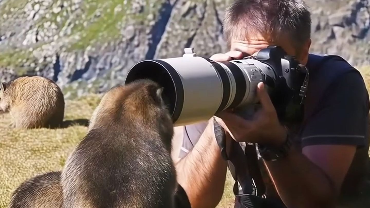 动物拍摄的故事