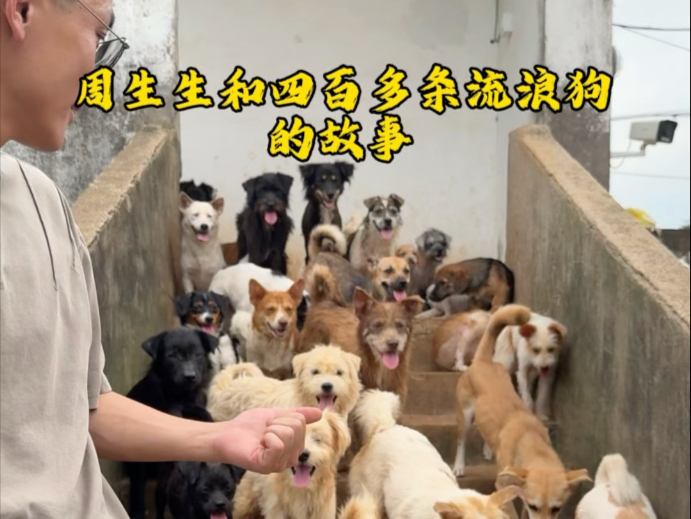 周生生和400多条流浪狗的故事