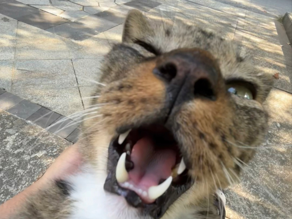 百味鸭～叫你一声你敢答应吗！