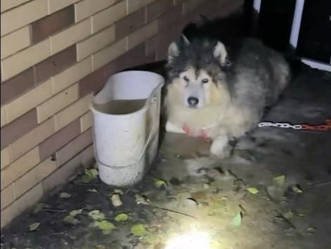 养这么胖的狗怎么会被遗弃了呢？