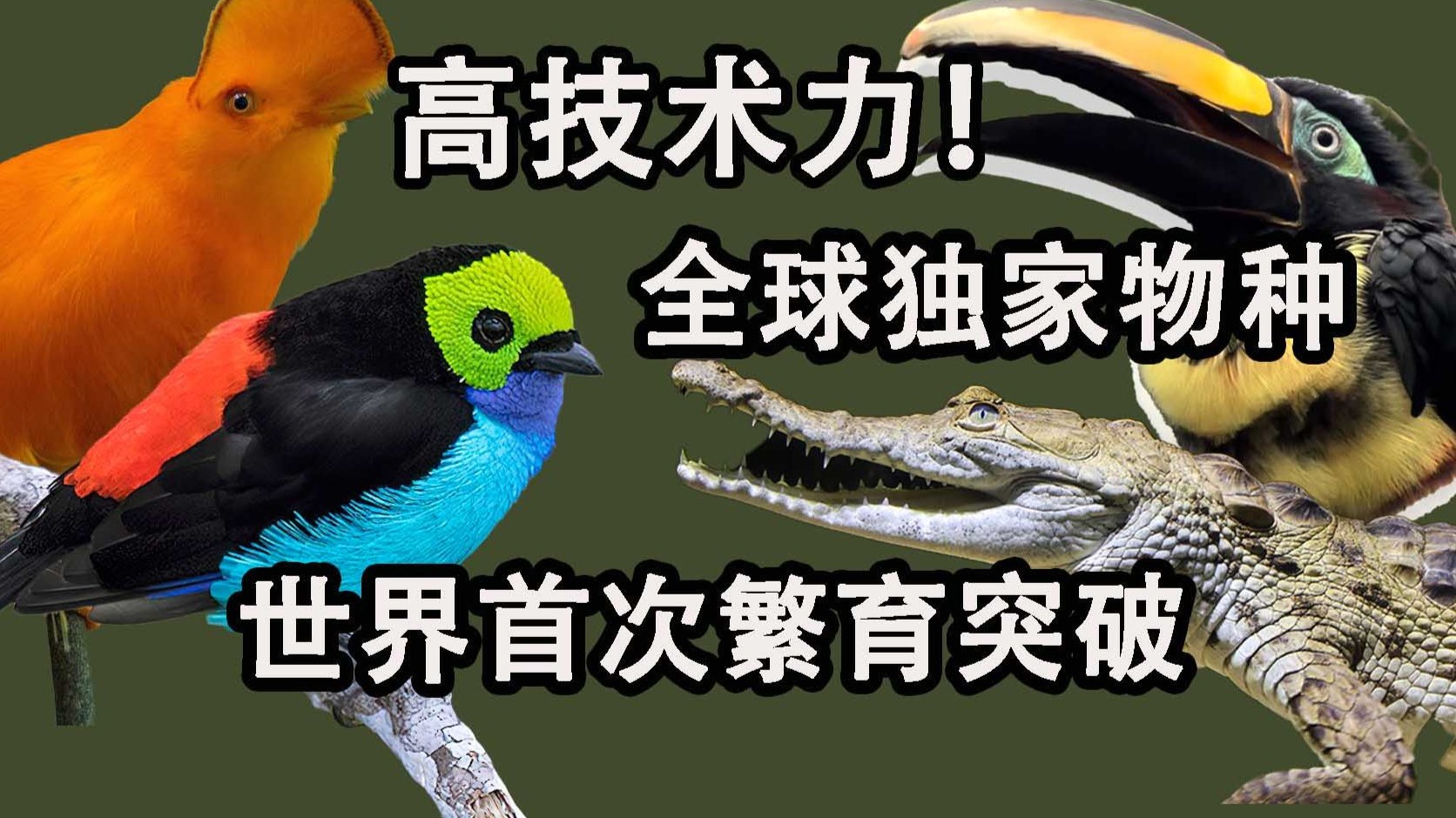 最有技术的一家！坐拥多个全球独家物种的水族馆有多精彩？【达拉
