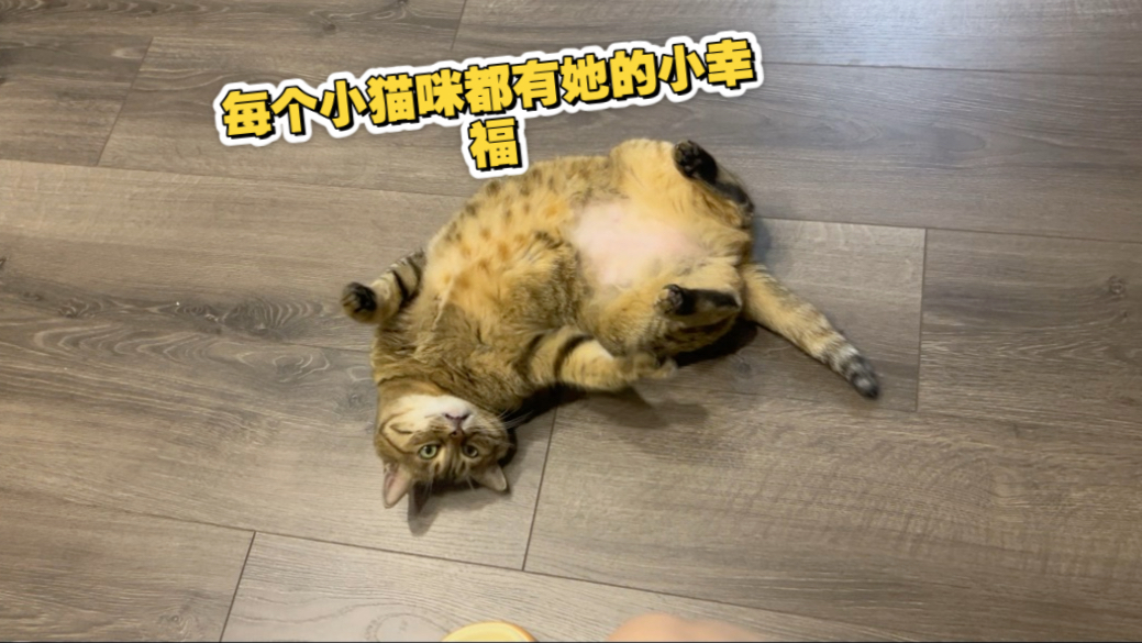 虫虫肆意生活的每一天