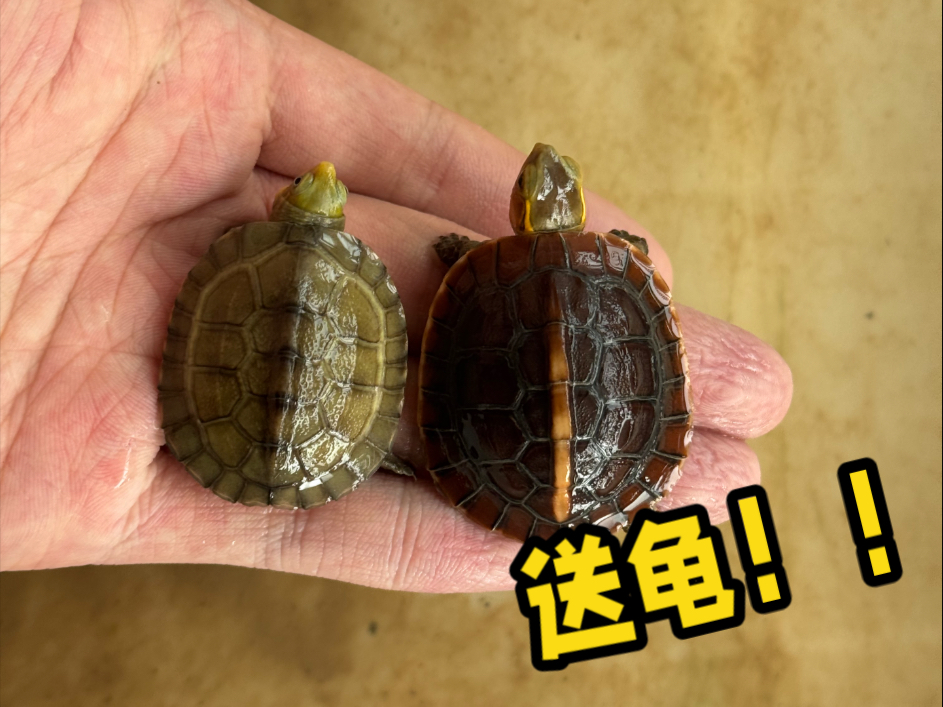 一个月两次送龟！！实力恐怖如斯 其中仅有可能还有安缘！！