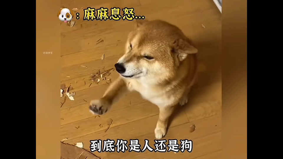 盘点狗狗被训搞笑名场面