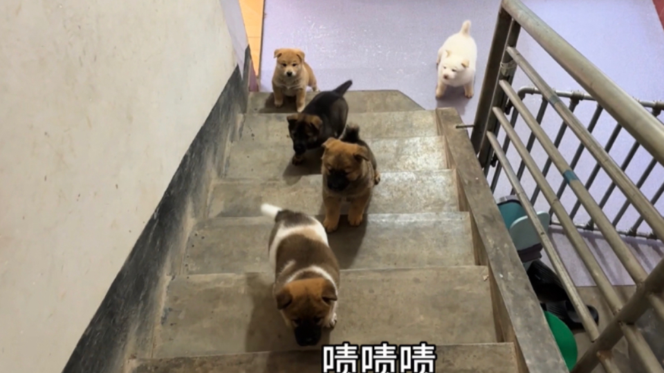 小狗子第一次见狗爸