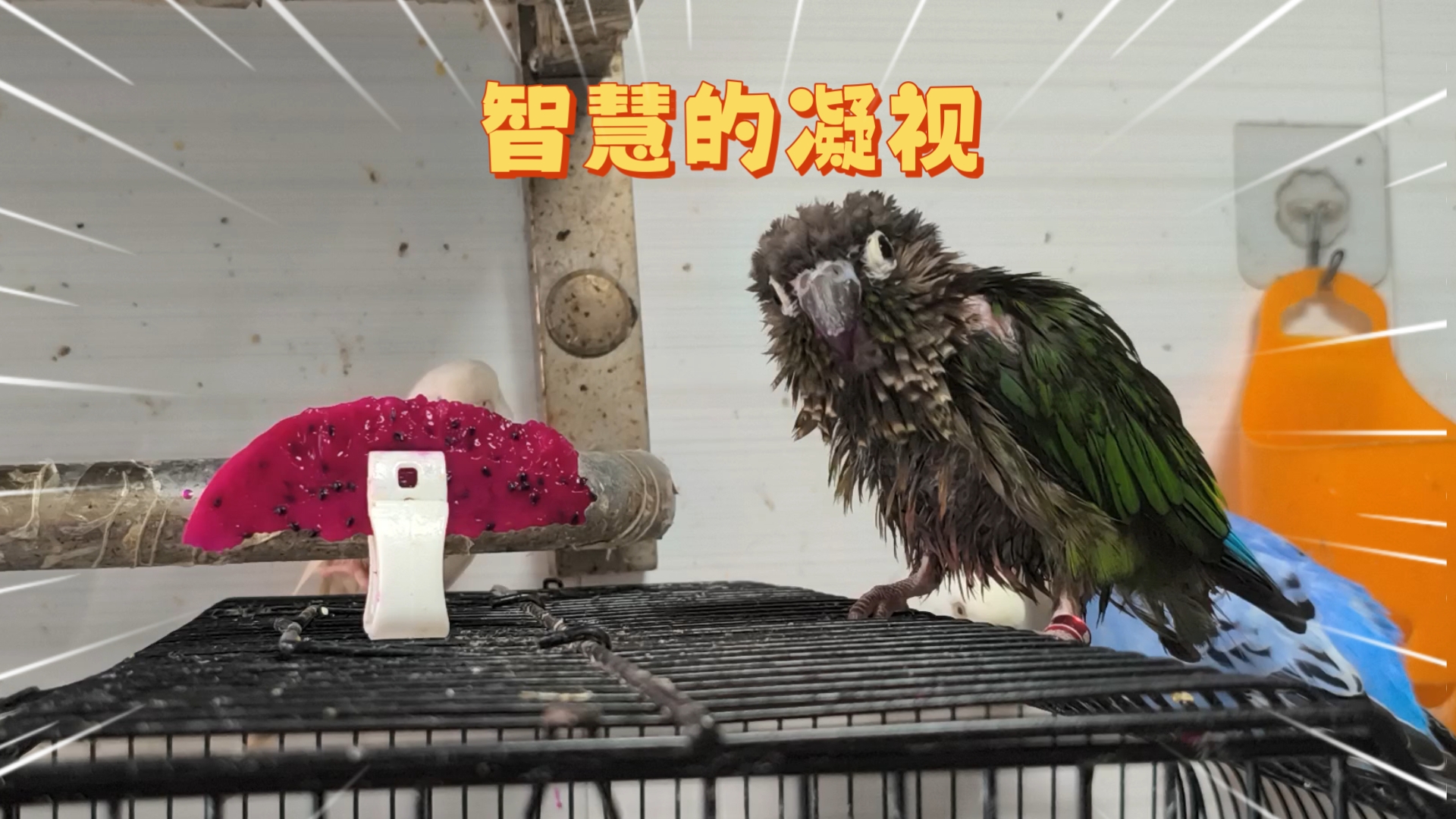 【鹦鹉】洗完澡后吃点水果，美滋滋~