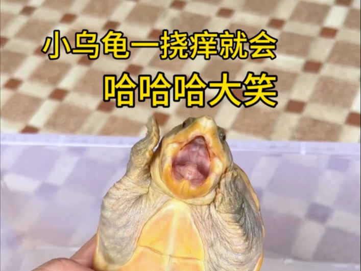 据说：小乌龟真的会哈哈大笑么，实测