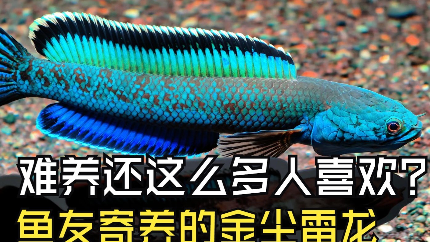 不好养还这么多人买？鱼友寄养的金尘雷龙这个蓝色让我又有了买