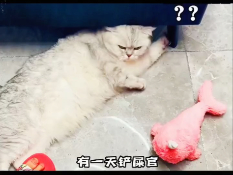 ＃萌宠解说员＃萌宠来袭