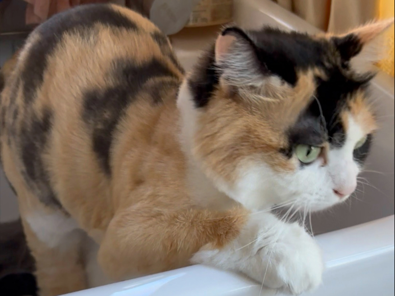 怎么躲水槽里了？