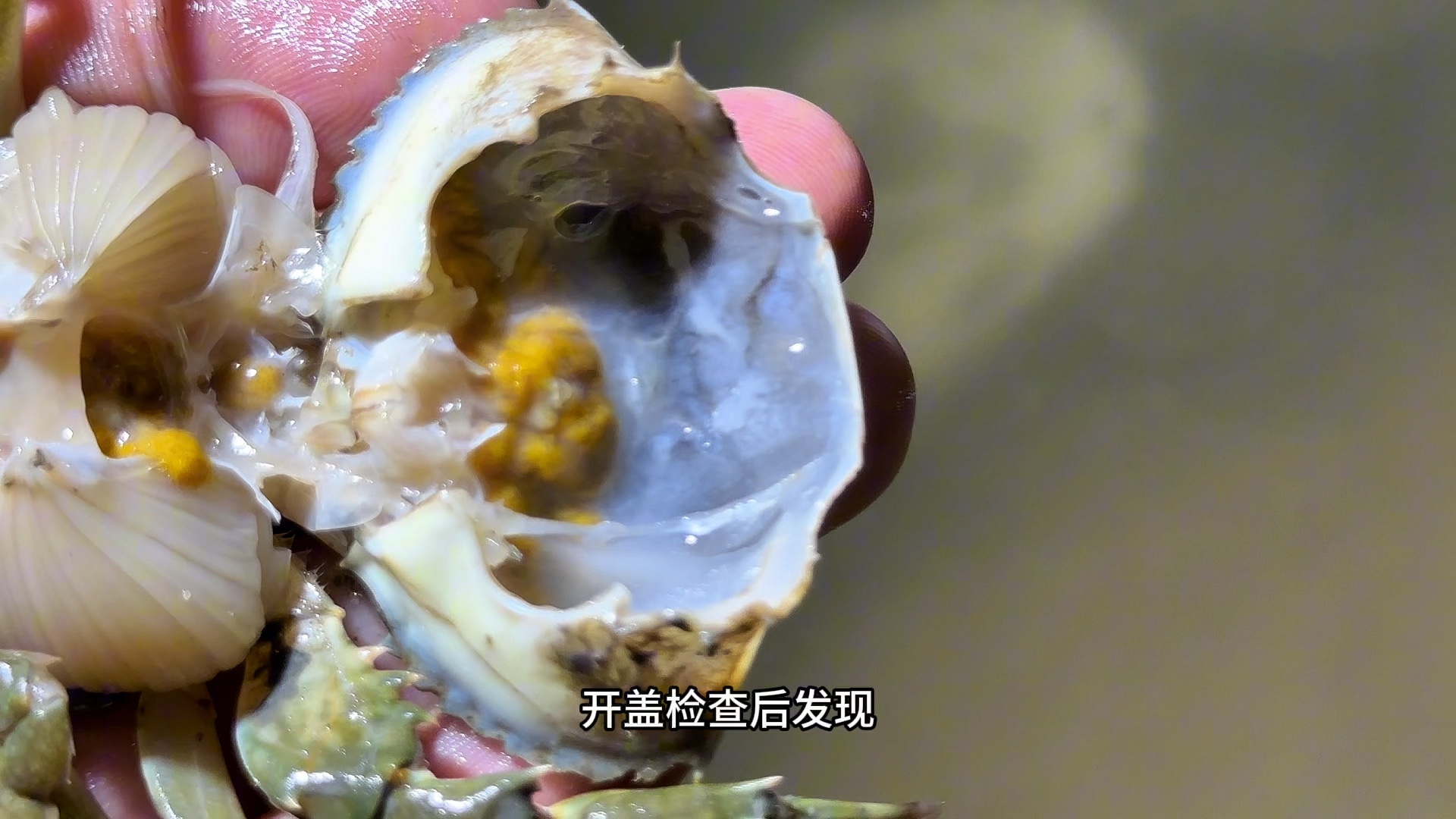 泥巴缸养青蟹第21天、视频比较长，大家耐心观看哦