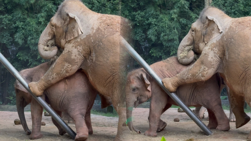 【亚洲象】这个小风，非要从玛丽亚腋下穿过去，把隆隆和玛丽亚都
