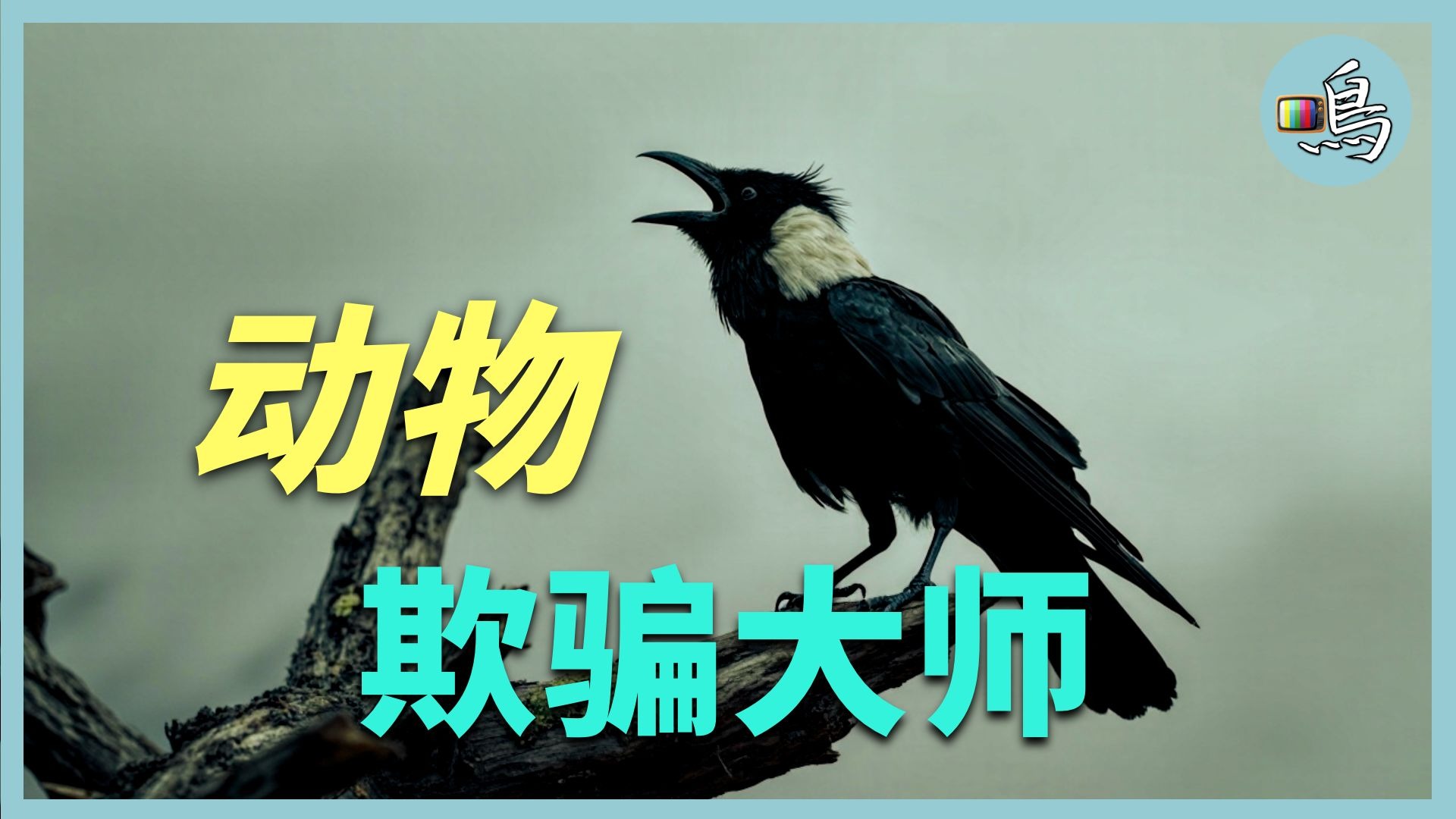 动物骗子手，为什么自然界骗子横行？动物欺骗的结果是什么？