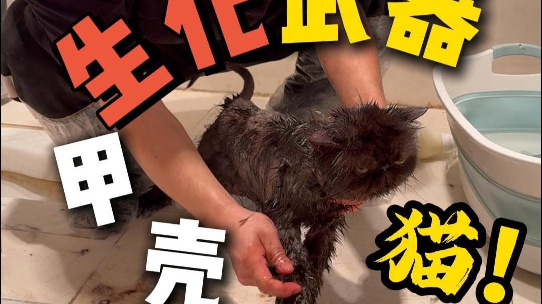 全网最脏加菲！就像泥潭走出来的一样！