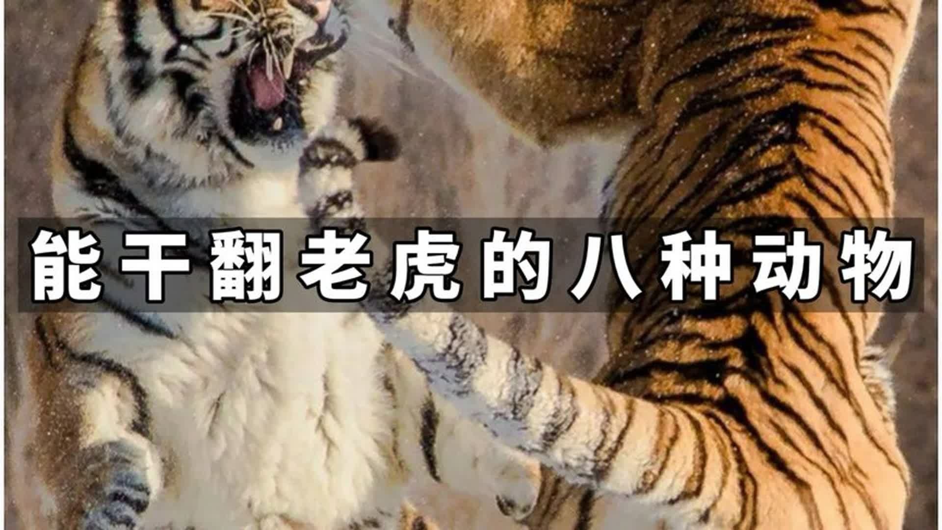 老虎在自然界真就无人能敌了吗？盘点能够干翻老虎的八种动物！