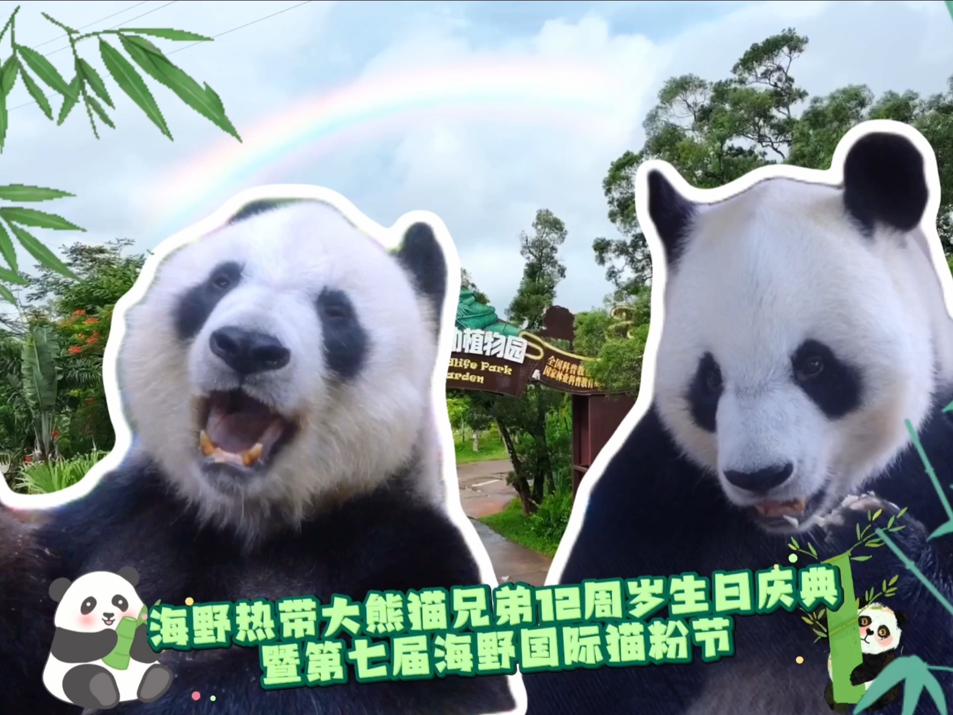 岛主12周岁生日庆典视频来啦，说好了来了都不白来！