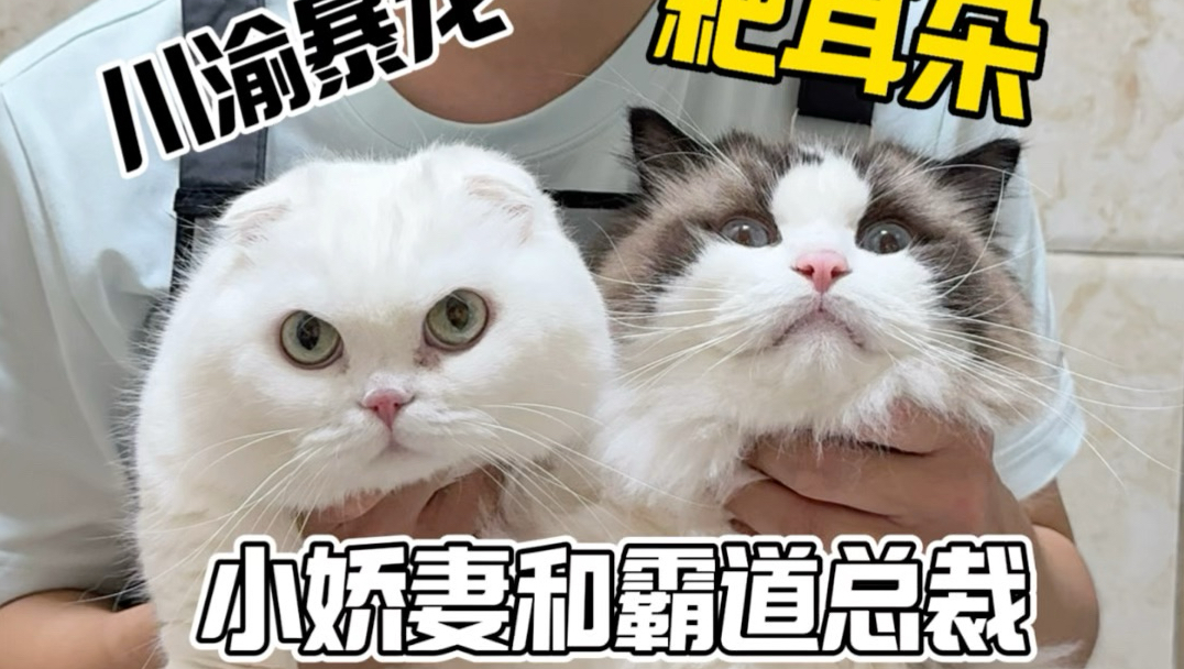成都上门洗猫 快来看折耳小短腿和耙耳朵布偶猫的甜美生活！