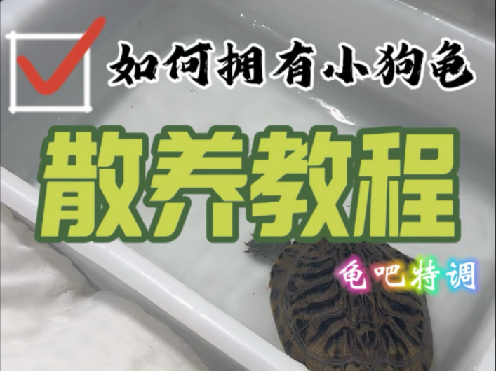 如何培养一只溜达龟，压箱底的，耐心看完有些啰嗦但想给大家讲细