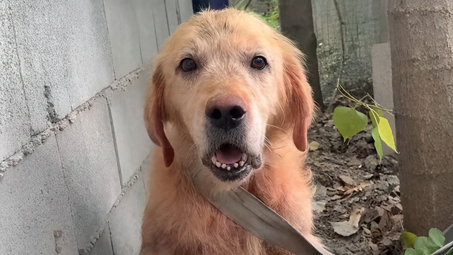 “生不了就去死”繁殖犬被榨干所有价值后，转手就被卖上狗肉车