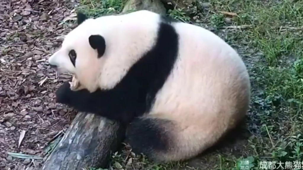 2025.8.12打哈欠的花花