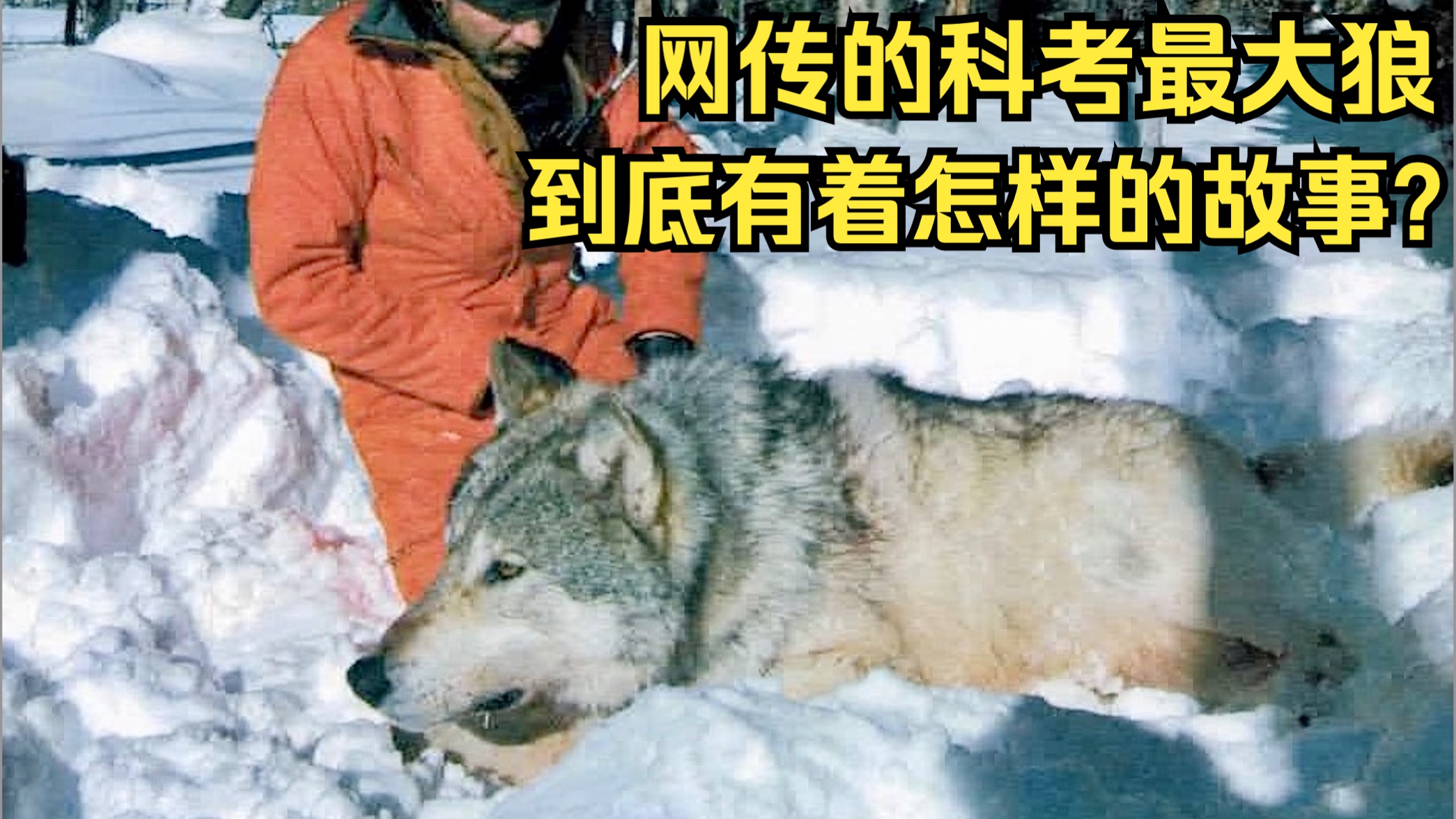 网传的科考最大狼究竟有着怎样的故事？黄石最大的几只狼都是谁