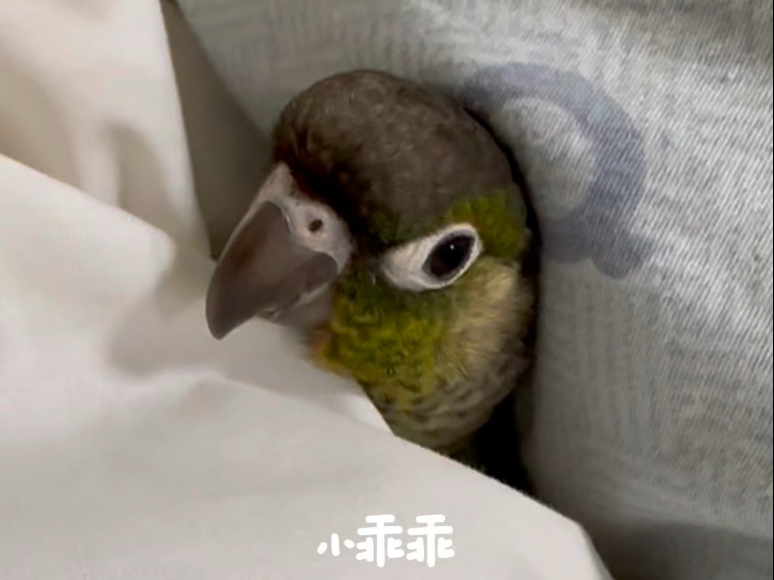 鸡仔儿怎么可以这么可爱！！！