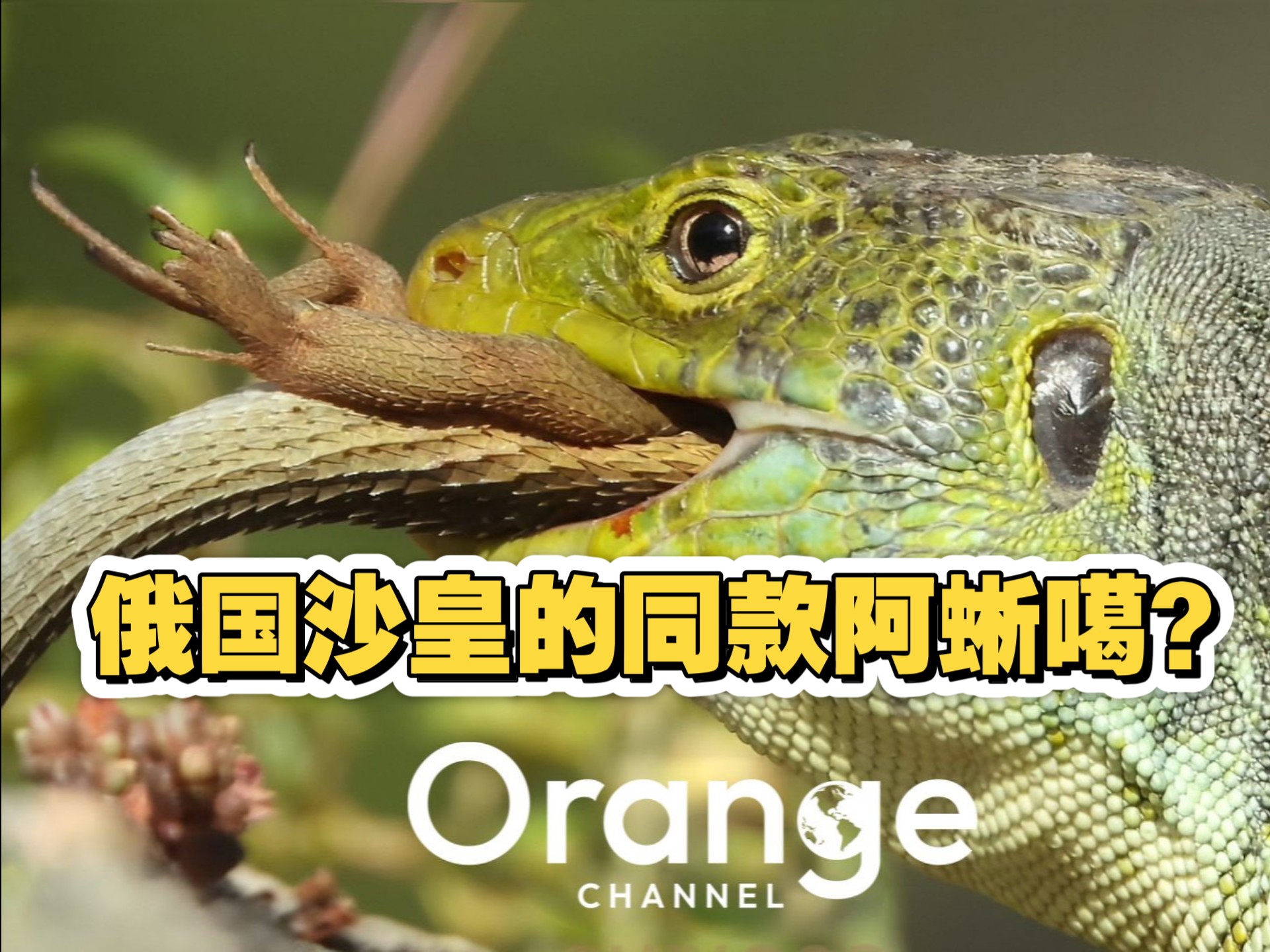 一夜封顶的毛货天花板！据说沙皇也养他？真的假的？
