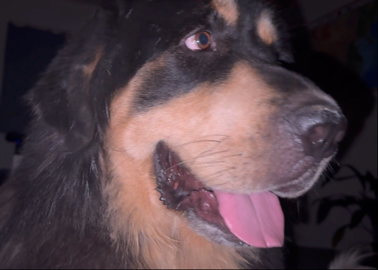 大半夜的往人床头一杵直勾勾的瞅着，给人吓个半死还以为狗熊进