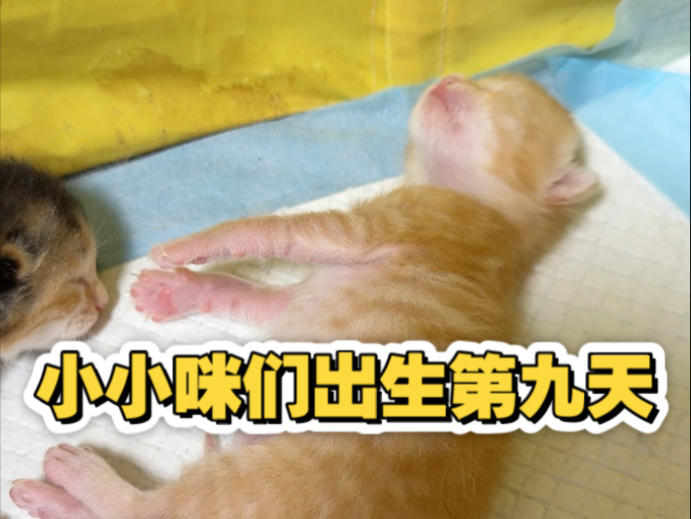小小咪们出生第九天