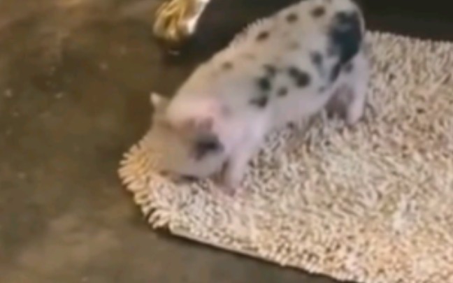 这只猪猪，内力深厚啊……