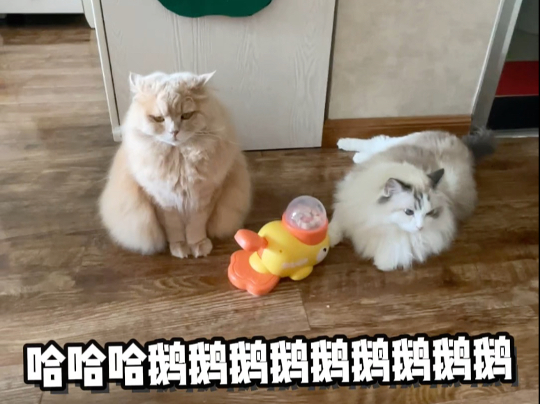 地表最强捡漏王