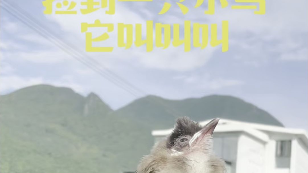一只叫“叫叫”的粘人小鸟，成为我们生命里的小小过客。