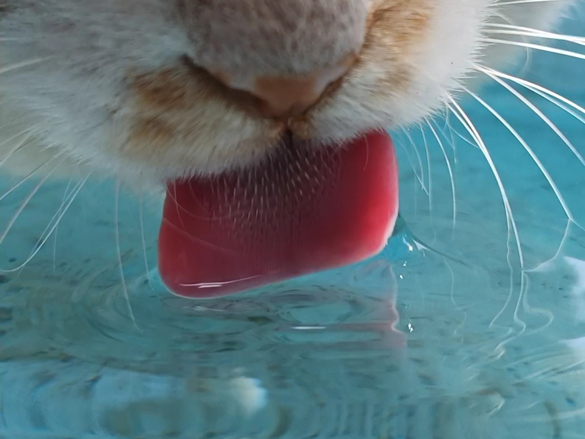 怼嘴拍⚡超近距离看大脸猫猫喝水『白噪音』『助眠』