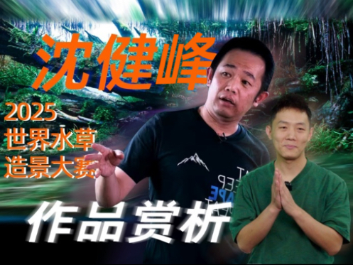 沈健峰2025世界水草造景大赛作品赏析