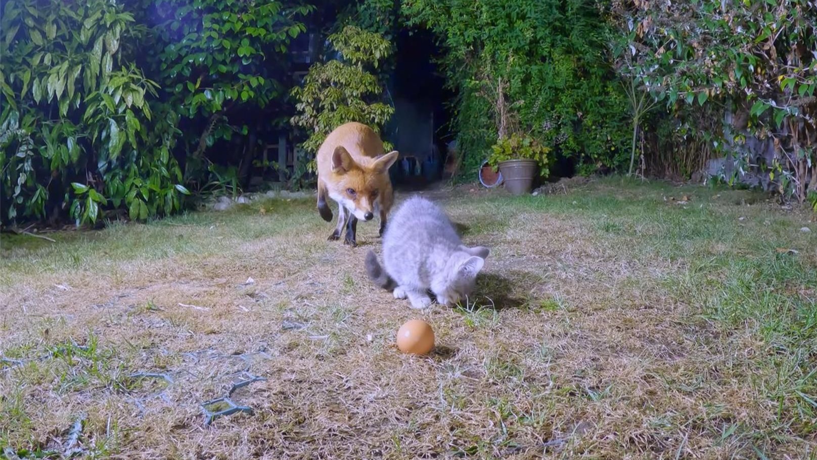 狐狸嗅着食物而来，小猫拱起身体抵抗，可最终食物还是被狐狸抢走