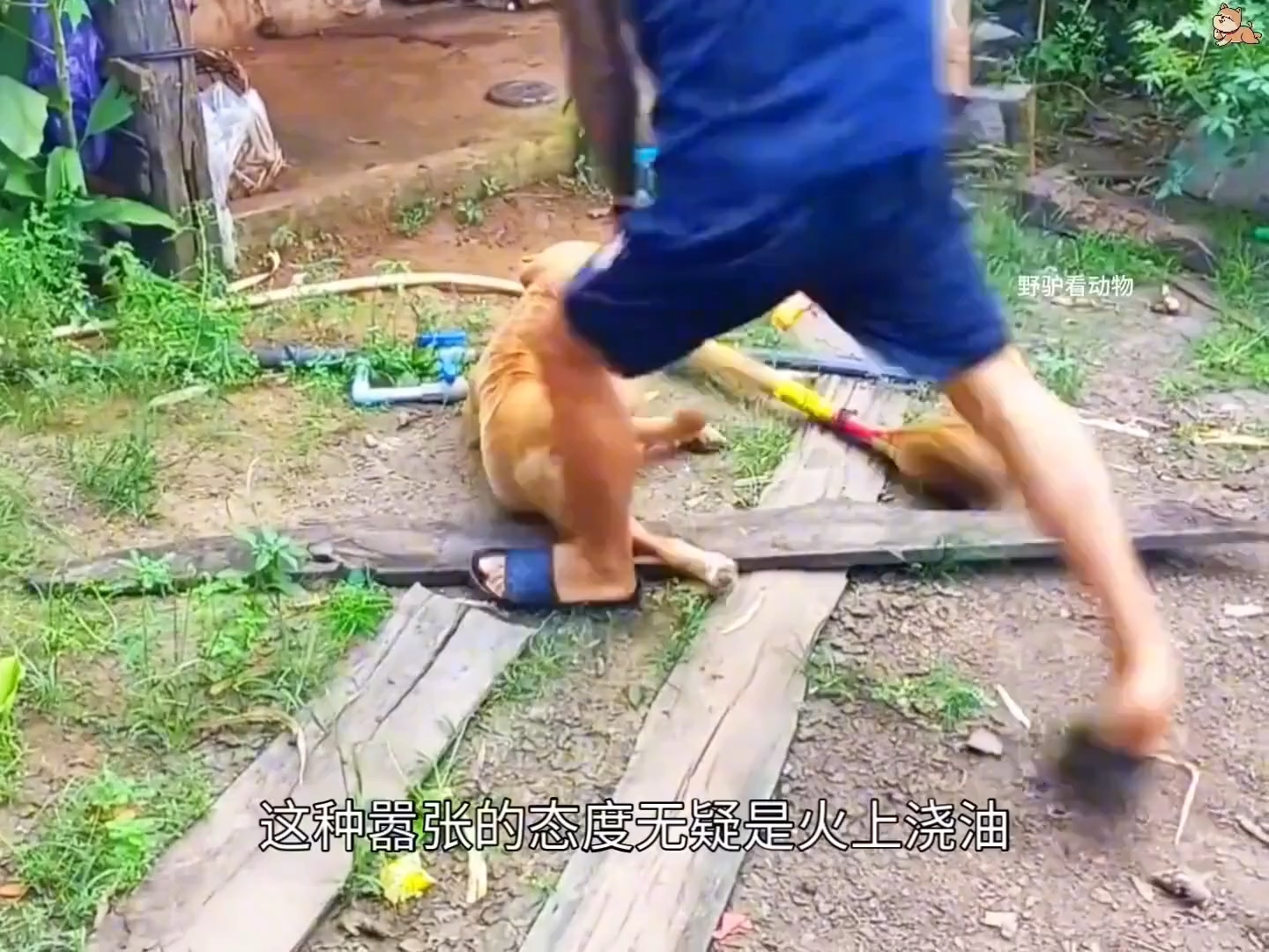 比特犬发疯似地咬邻居家的狗，被主人一顿教训