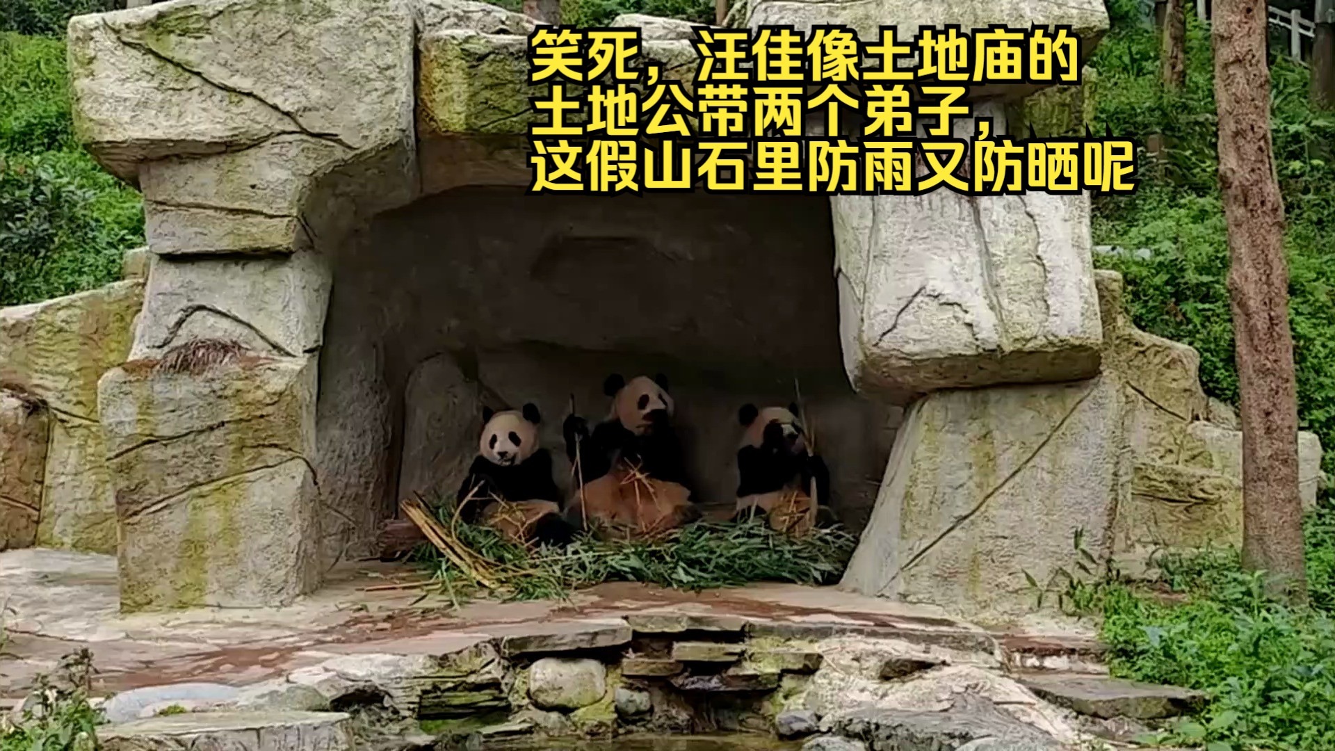 笑死，汪佳像土地庙的土地公带两个弟子，这假山石里防雨又防晒呢