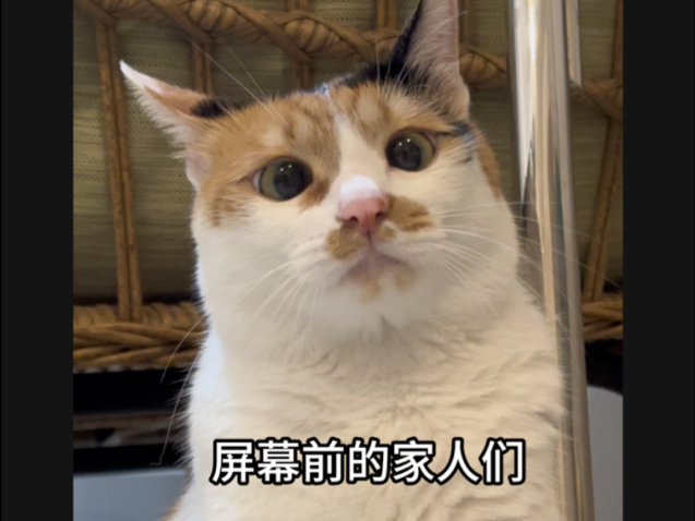 家人们，你们觉得伞伞像一只3岁的小猫嘛